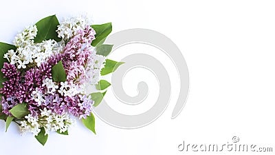 Purple and white Syringa flowers on a white background. Stock Photo