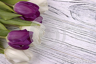 Purple and white tulips on a white wooden background. Womans Day. 8 March. Stock Photo