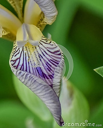 Purple, White and Yellow Bearded Iris Petal Stock Photo
