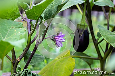 purple wild eggplant flowers blooming Stock Photo