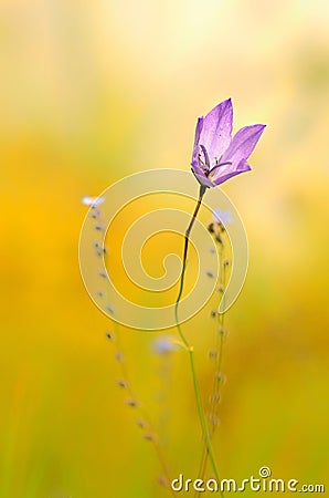 Purple wild flower Stock Photo