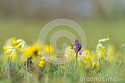 Purple wild orchid flower close up Stock Photo