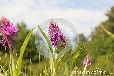 Purple wild orchids closeup in a wet grassland in spring Stock Photo