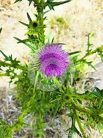 A purple wild weed flower Stock Photo