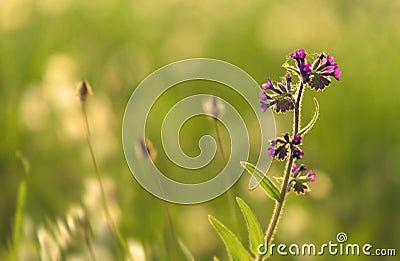 Purple wildflower in the garden Stock Photo