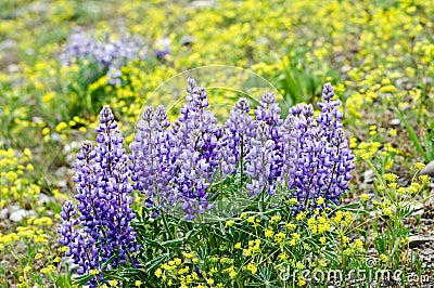 Purple Wildflowers Stock Photo