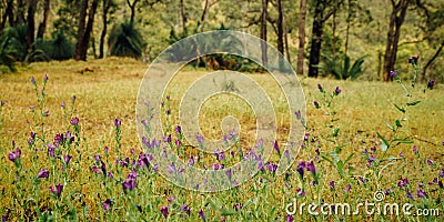 Purple Wildflowers along Numbat Hiking Trail, Gidgegannup, Western Australia, Australia Stock Photo