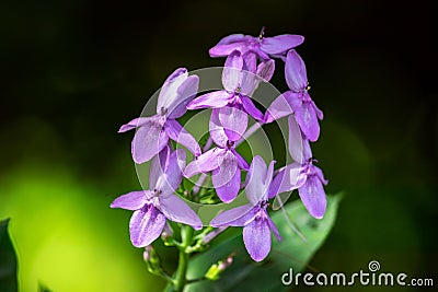 Purple Wildflowers, green background, natural light hits flower petals, beautiful crisp colors of nature Stock Photo