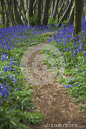 Purple Wildflowers on Path Stock Photo