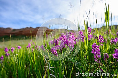 Purple Wildflowers in Wyoming Field Stock Photo