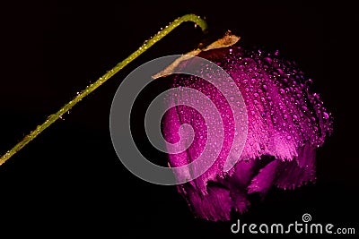 Purple Winecup flower with water droplets against black background Stock Photo