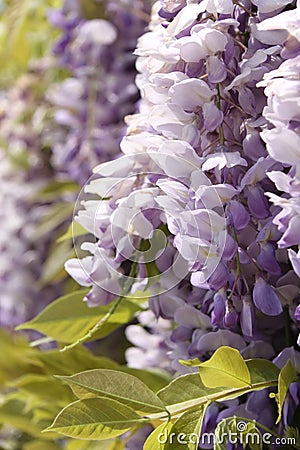 Purple wisteria close-up Stock Photo