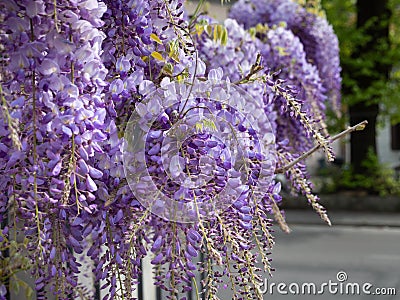 Purple Wisteria Flowers in Clusters, Spring Nature Theme Stock Photo