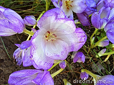 Purple wonders Stock Photo