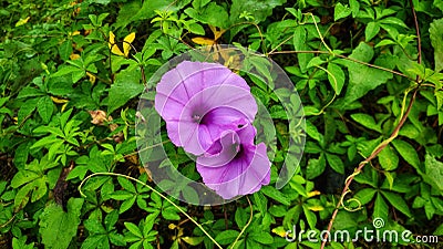 purple yam plant on the morning day Stock Photo