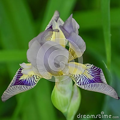 Purple and Yellow Bearded Iris Unfolding Stock Photo