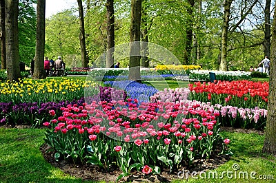 Purple, yellow, blue, pink and white tulips in Keukenhof park in Holland Editorial Stock Photo