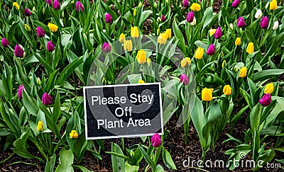 Purple and yellow tulips background, spring day Stock Photo