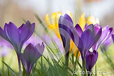 Purple and yellow crocuses flowering Stock Photo