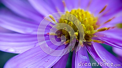 Purple Flower Stock Photo