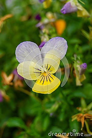 Purple and yellow horned violet Stock Photo