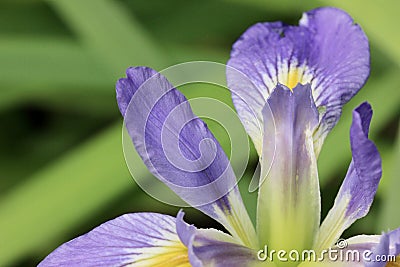 Purple and yellow iris macro background Stock Photo