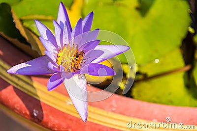 Purple and yellow lotus flowers are blooming. Get bright sunshine morning.Selective focus Stock Photo