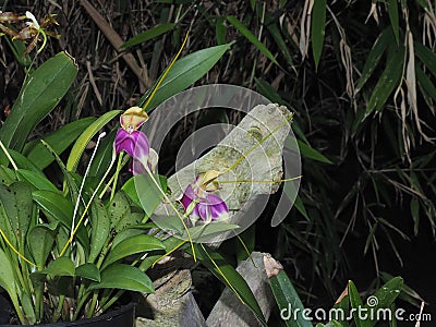 Purple And Yellow Orchid With Long Petals Stock Photo