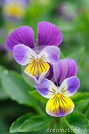 Purple-yellow pansies Stock Photo