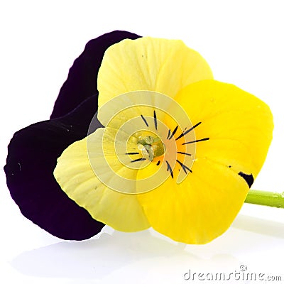 Purple and yellow Pansy Stock Photo