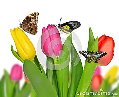 Purple, yellow and red tulip with butterflies Stock Photo