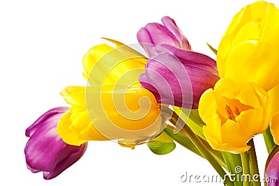 Purple and Yellow Spring Tulips Isolated Stock Photo