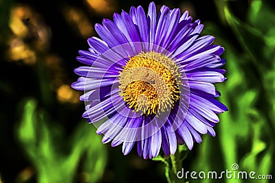 Purple Yellow Subalpine Daisy Wildflower Mount Rainier Paradise Stock Photo