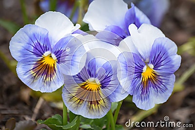 Purple, Yellow and White Pansy Flowers in Bloom Stock Photo