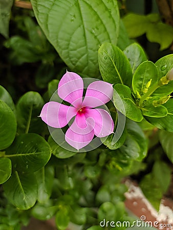 Purple young flower just bloomed with greenish yellow leaves with water droplets on petals Stock Photo