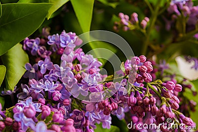 Purple young lilac Stock Photo