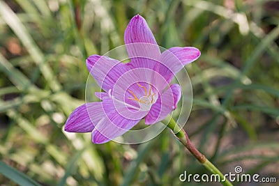 Purple zephyranthes flower (Zephyranthes carinata) Stock Photo