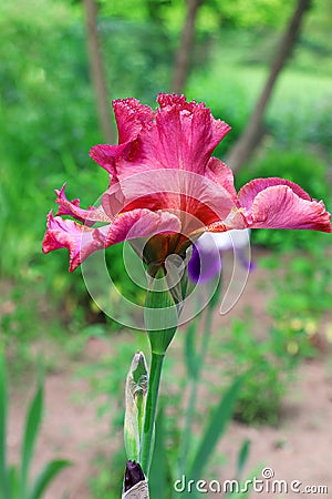 Red all bearded iris. Blooming scarlet tall bearded iris in the garden. Summer flowers. Blue flowers of iris Stock Photo