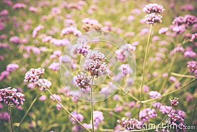 PurpletPurpletop Vervain flower blossom in gardenop Vervain flow Stock Photo