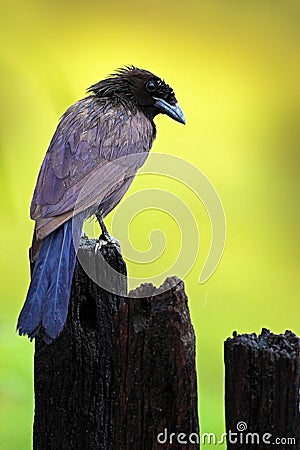 Purplish Jay, Cyanocorax cyanomelas, blue anf black bird with clear green yellow background, Pantanal, Brazil Stock Photo