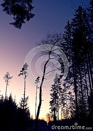 Purplish sunset sky, mystic scene in the forest, twilight atmosphere Stock Photo