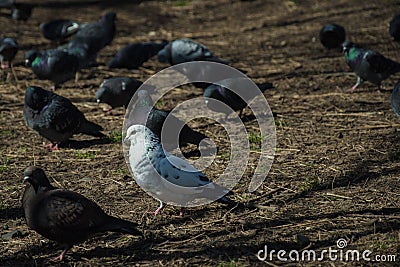 Purposeful pigeon Stock Photo