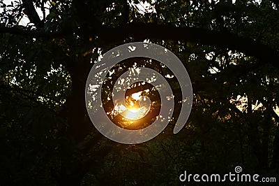 Purposely blurry and over exposed image of a sunset behind trees in a forest Stock Photo