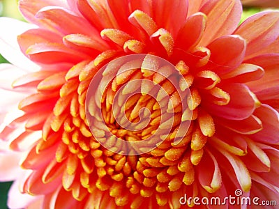 Purpul chrysanthemum flower in the sun rise Stock Photo