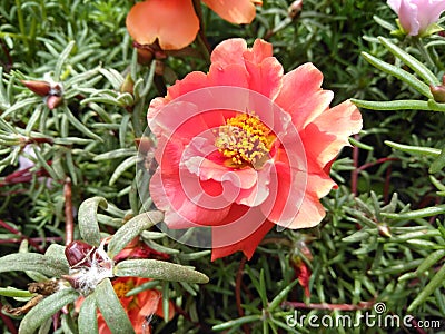 Purslane grew into a multi-colored carpet Stock Photo