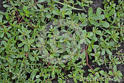 Purslane. Portulaca oleracea. Field. Growing. Agriculture. Weeds Stock Photo