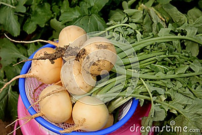 Pusa Swarnima Turnip Stock Photo