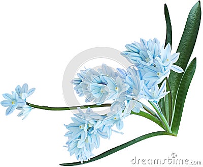 Puschkinia Flowers Stock Photo