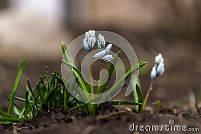 Puschkinia flowers in spring Stock Photo