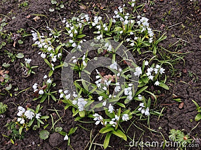 Puschkinia hyacinthoides Stock Photo